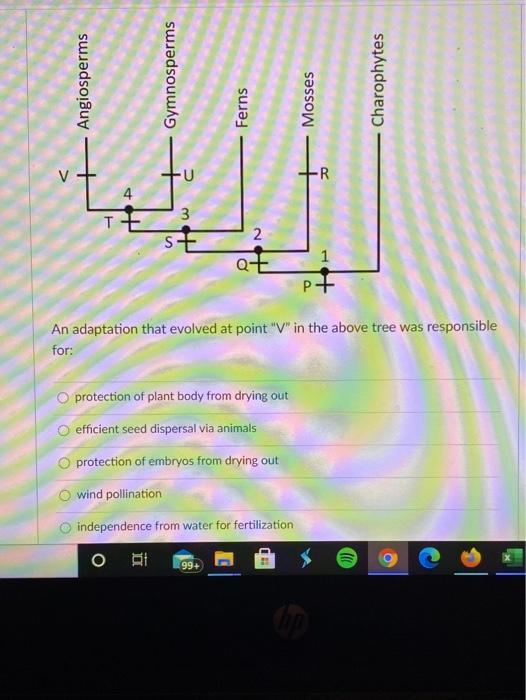 Solved Angiosperms Gymnosperms Ferns Mosses Charophytes U R Chegg