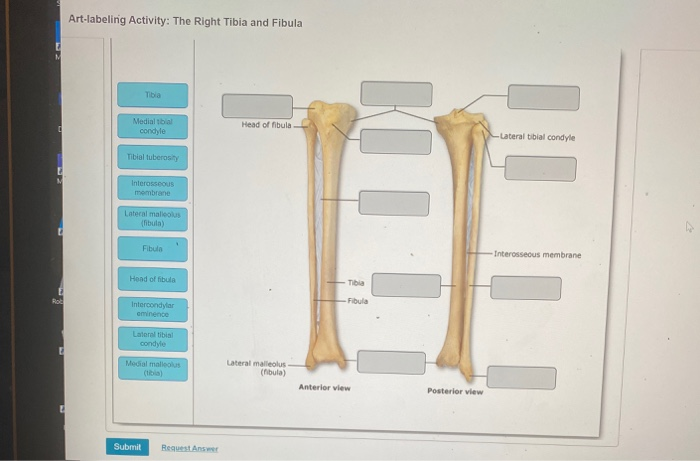 Solved Art Labeling Activity The Right Tibia And Fibula Chegg