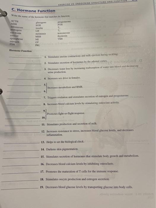 Solved EXERCISE 25 ENDOCRINE STRUCTURE AND FUNCTION C Chegg