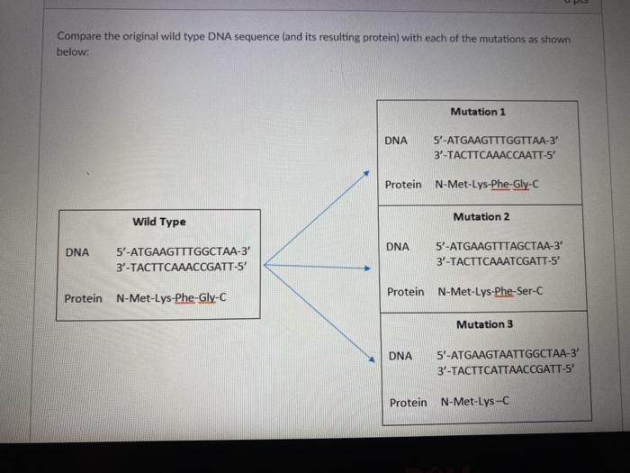 Solved Compare The Original Wild Type Dna Sequence And Its Chegg