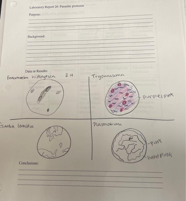 Solved Laboratory Report 26 Parasitic Protozoa Purpose Chegg