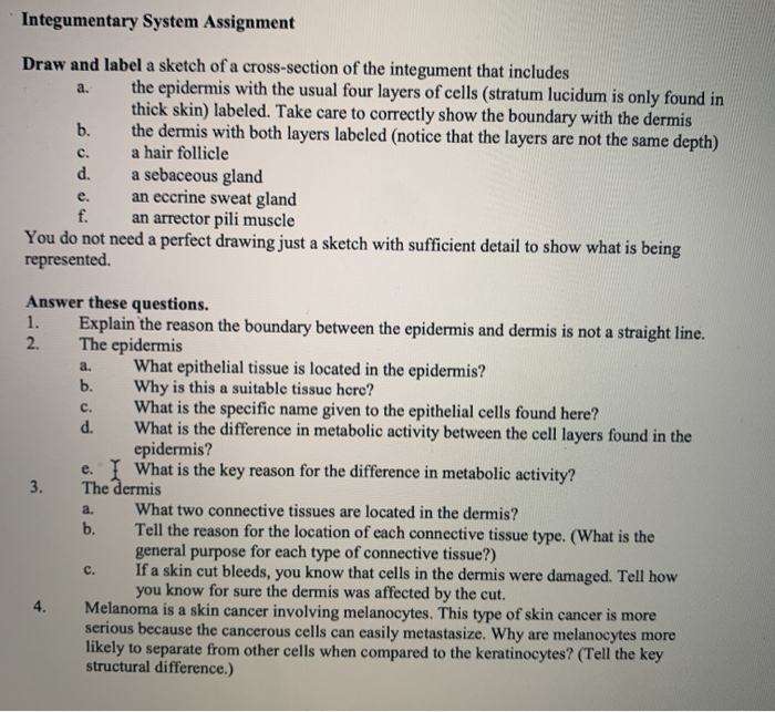 Solved Integumentary System Assignment A Draw And Label A Chegg