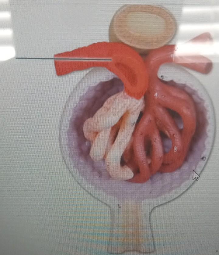 Solved Identify The Highlighted Structure Submit Request Chegg