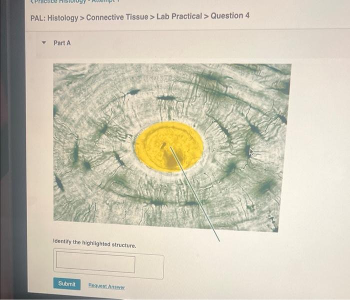 Solved PAL Histology Epithelial Tissue Lab Practical Chegg