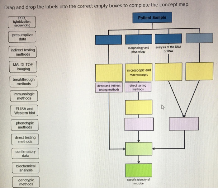 Solved Drag And Drop The Labels Into The Correct Empty Boxes Chegg