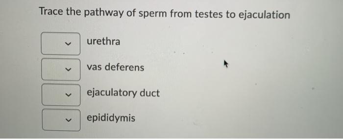 Solved Trace The Pathway Of Sperm From Testes To Ejaculation Chegg