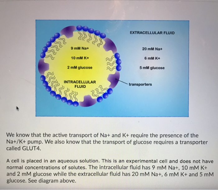 Solved Extracellular Fluid Mm Na Mm Na Mm K Mm Chegg