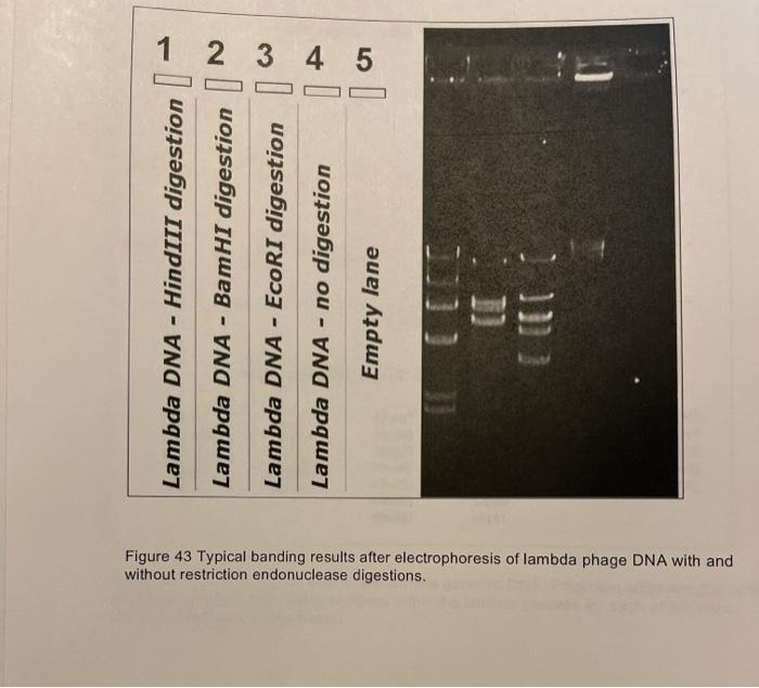 Solved Lambda Dna Hindiii Digestion Lambda Dna Bamhi Chegg