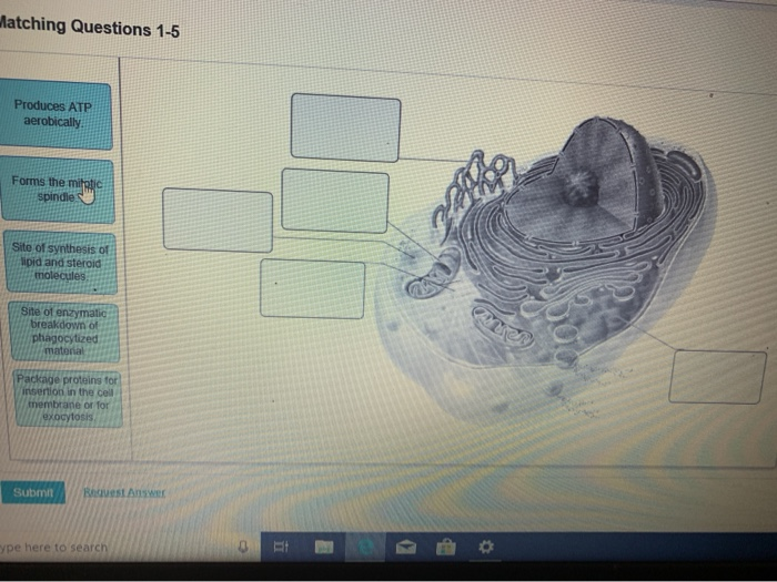 Solved Matching Questions 1 5 Produces ATP Aerobically Forms Chegg