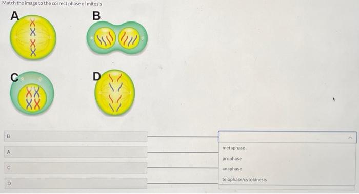 Solved Match The Image To The Correct Phase Of Mitosis Chegg