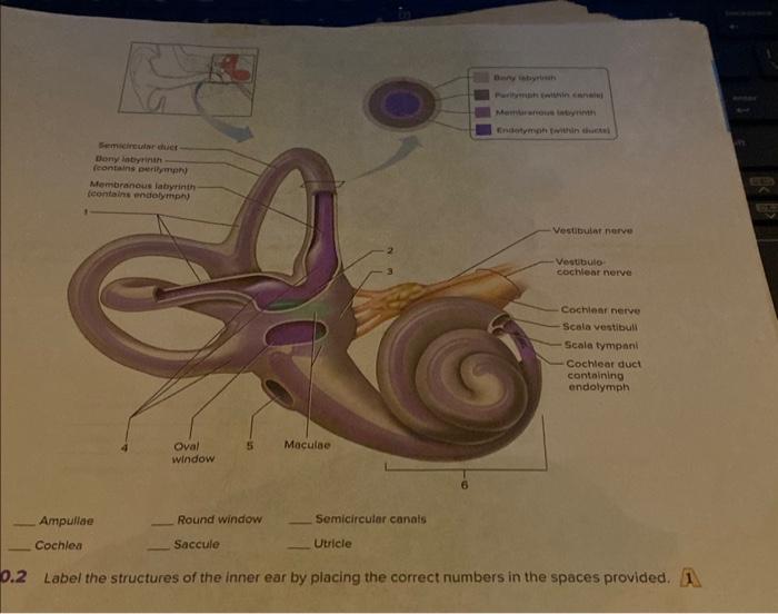 Solved Cochlea Saccule Utricle Label The Structures Of Chegg