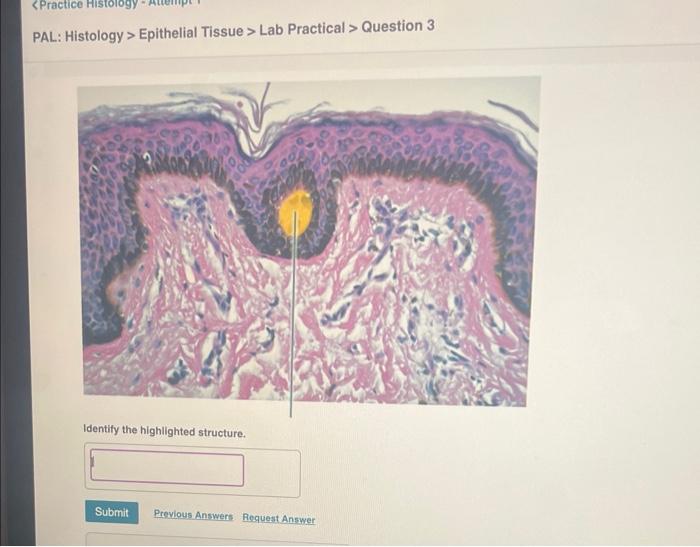 Solved Pal Histology Epithelial Tissue Lab Practical Chegg