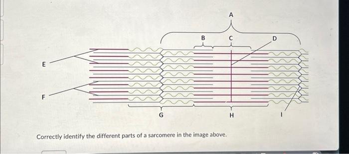 Solved Correctly Identify The Different Parts Of A Sarcomere Chegg