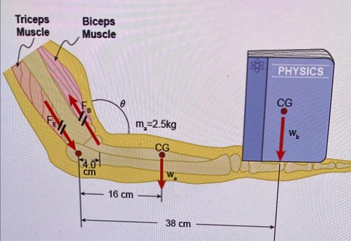 Solved The Figure Shows The Forearm Of A Person Holding A Chegg