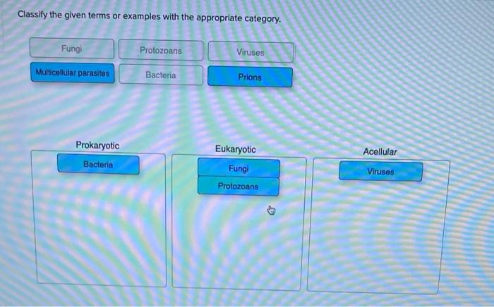 Solved Classify The Given Terms Or Examples With The Chegg