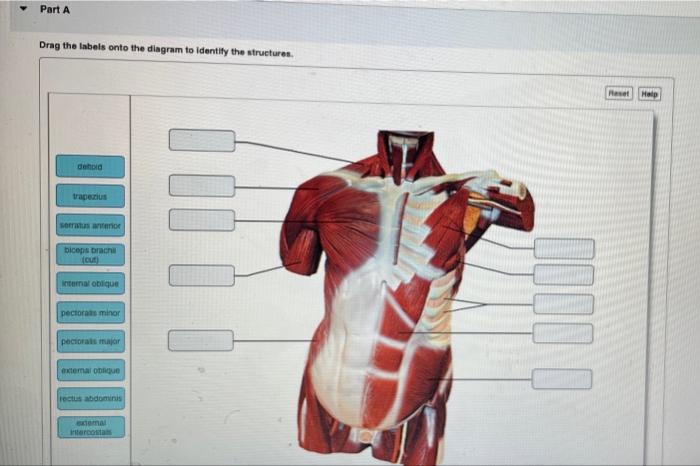 Solved Part A Identify The Highlighted Muscle Part A Drag Chegg