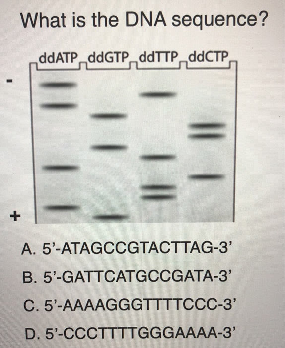 Solved What Is The Dna Sequence Ddatp Ddgtp Ddttp Ddctp Ii Chegg