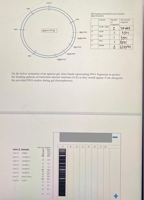 On The Below Animation Of An Agarose Gel Draw Bands Chegg