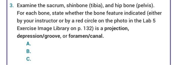 Solved Examine The Sacrum Shinbone Tibia And Hip Bone Chegg