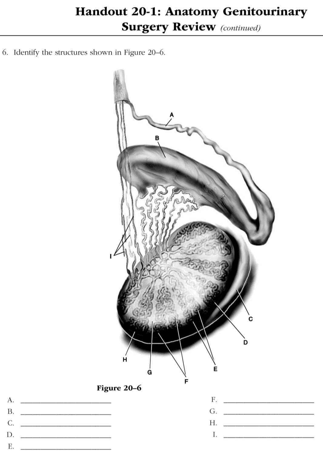 Solved Handout 20 1 Anatomy Genitourinary Surgery Review Chegg