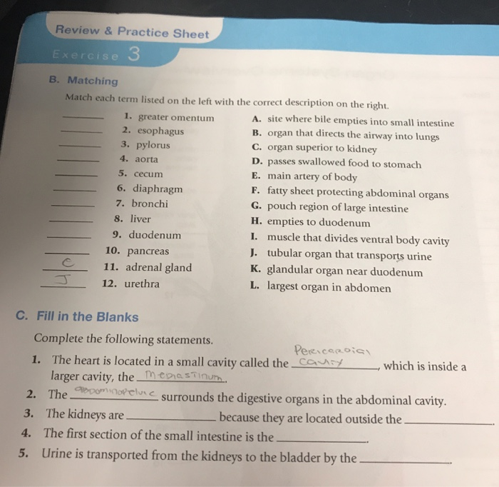 Solved Review Practice Sheet Exercise B Matching Match Chegg