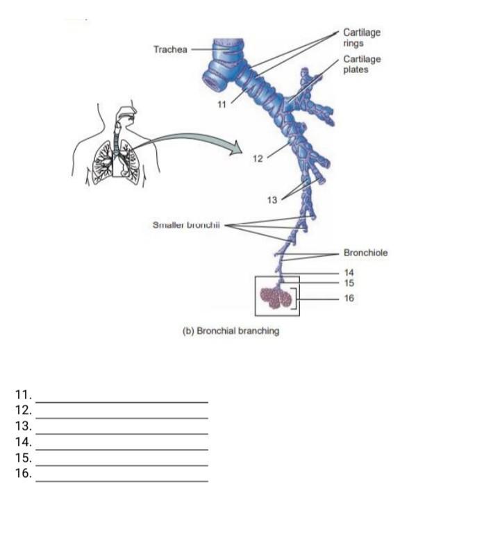 Solved Identify The Parts Of The Larynx Hyold Bone 10 Chegg