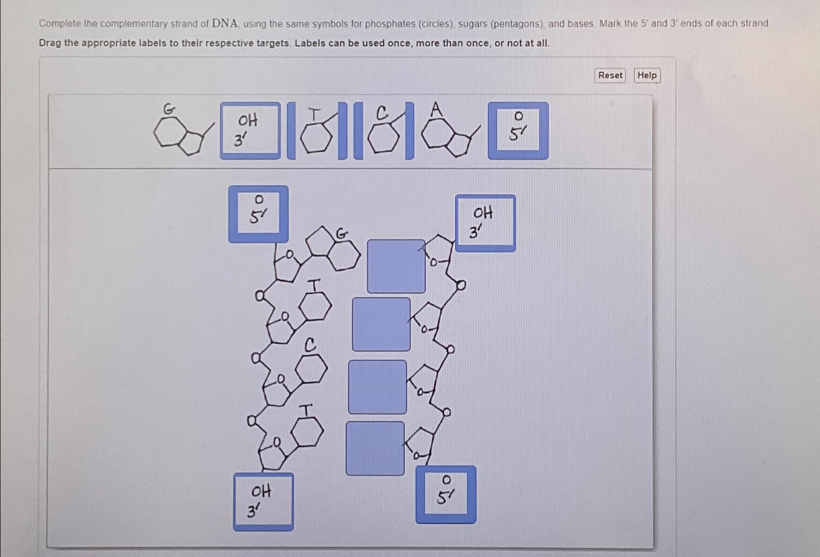 Solved Complete The Complementary Strand Of DNA Using The Chegg