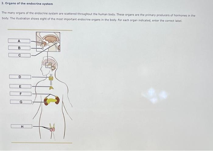 Solved 2 Organs Of The Endocrine System The Many Organs Of Chegg