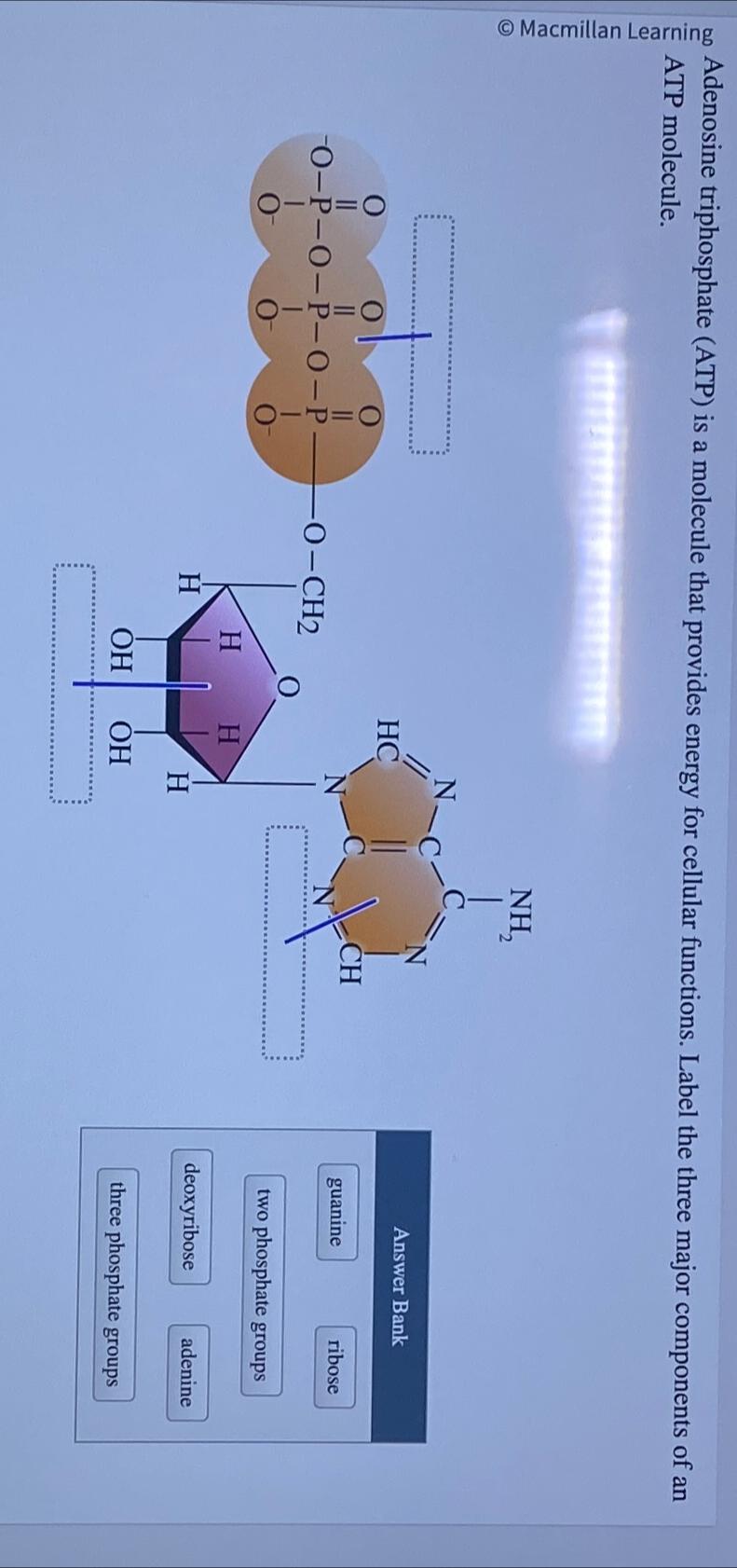 Solved Adenosine Triphosphate ATP Is A Molecule That Chegg