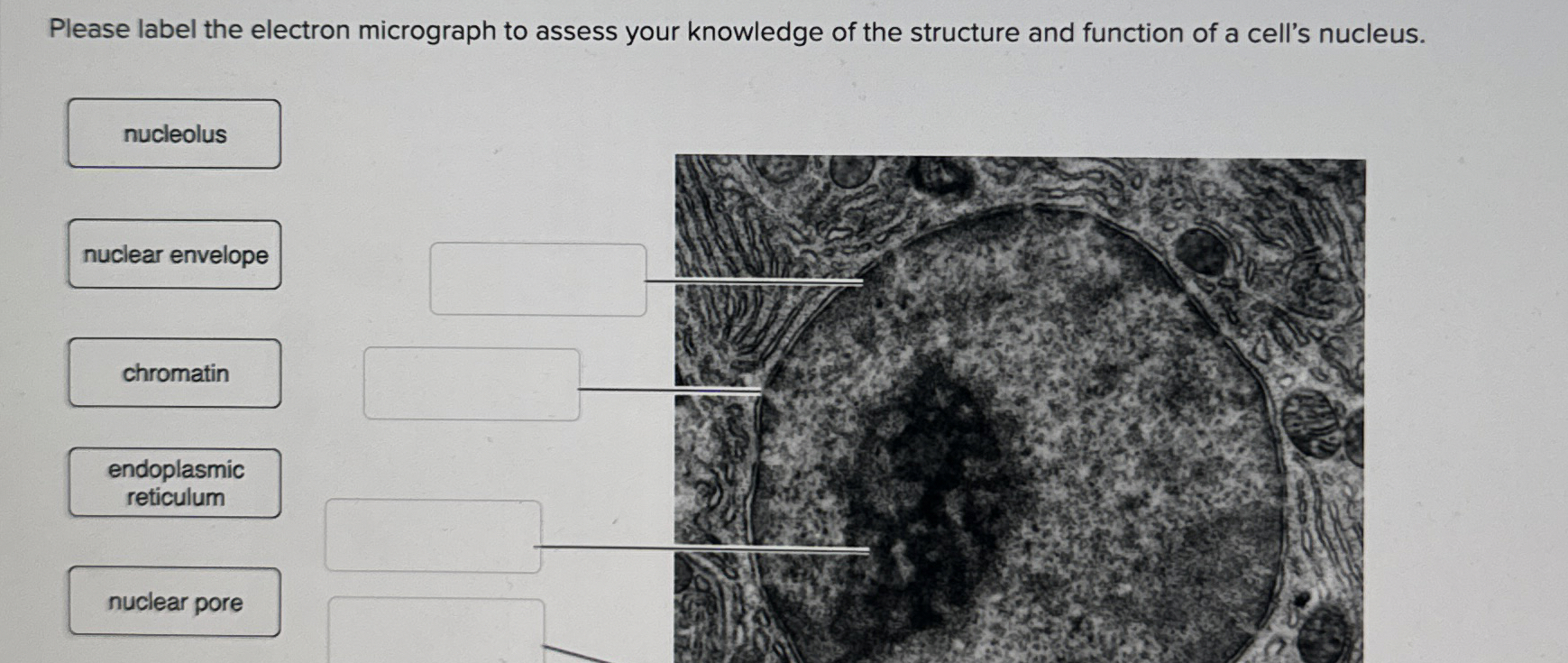 Solved Please Label The Electron Micrograph To Assess Your Chegg