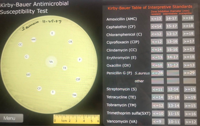 Kirby Bauer Antimicrobial Susceptibility Test Chegg