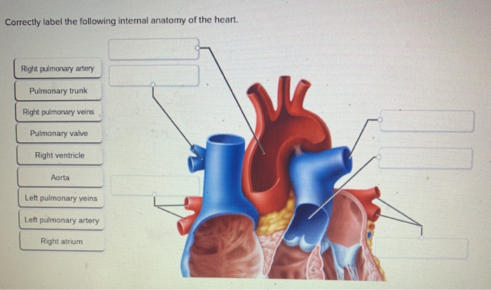 Solved Correctly Label The Following Internal Anatomy Of The Chegg