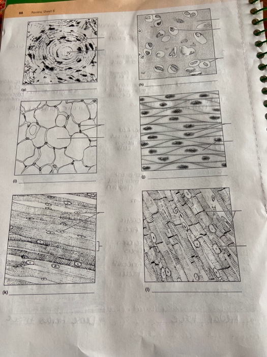 Solved Label And Identify Tissue Types Illustrated And Chegg