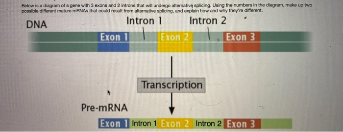 Solved Below Is A Diagram Of A Gene With Exons And Chegg