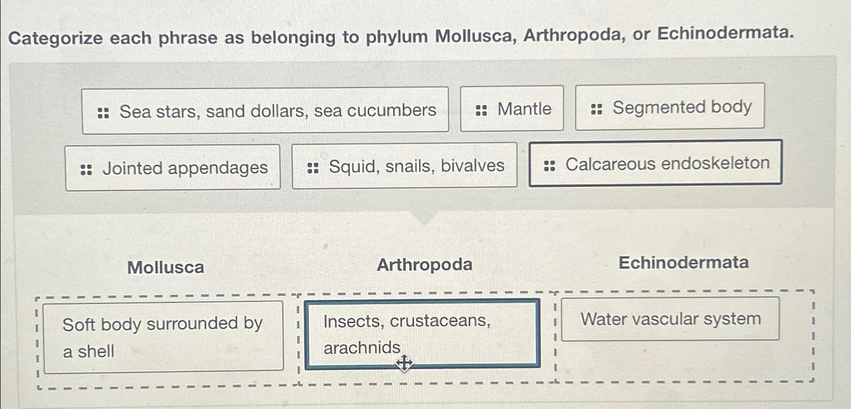 Solved Categorize Each Phrase As Belonging To Phylum Chegg