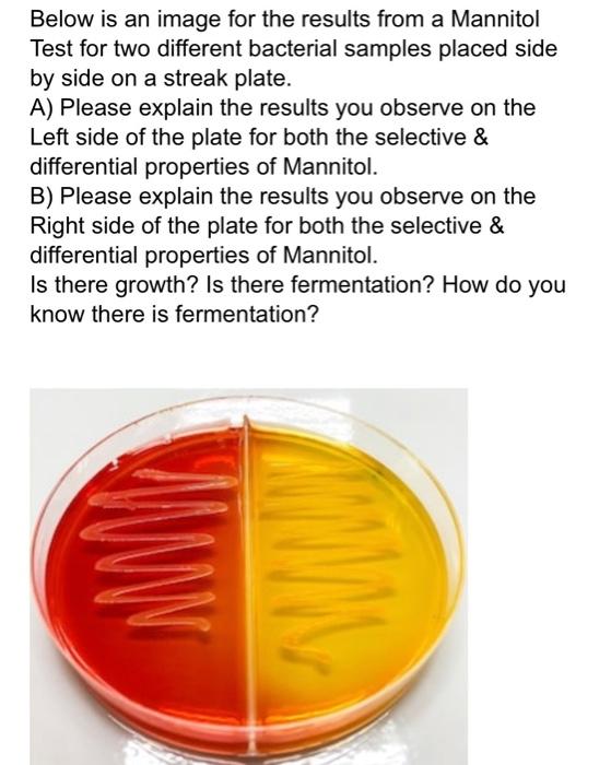 Solved Below Is An Image For The Results From A Mannitol Chegg