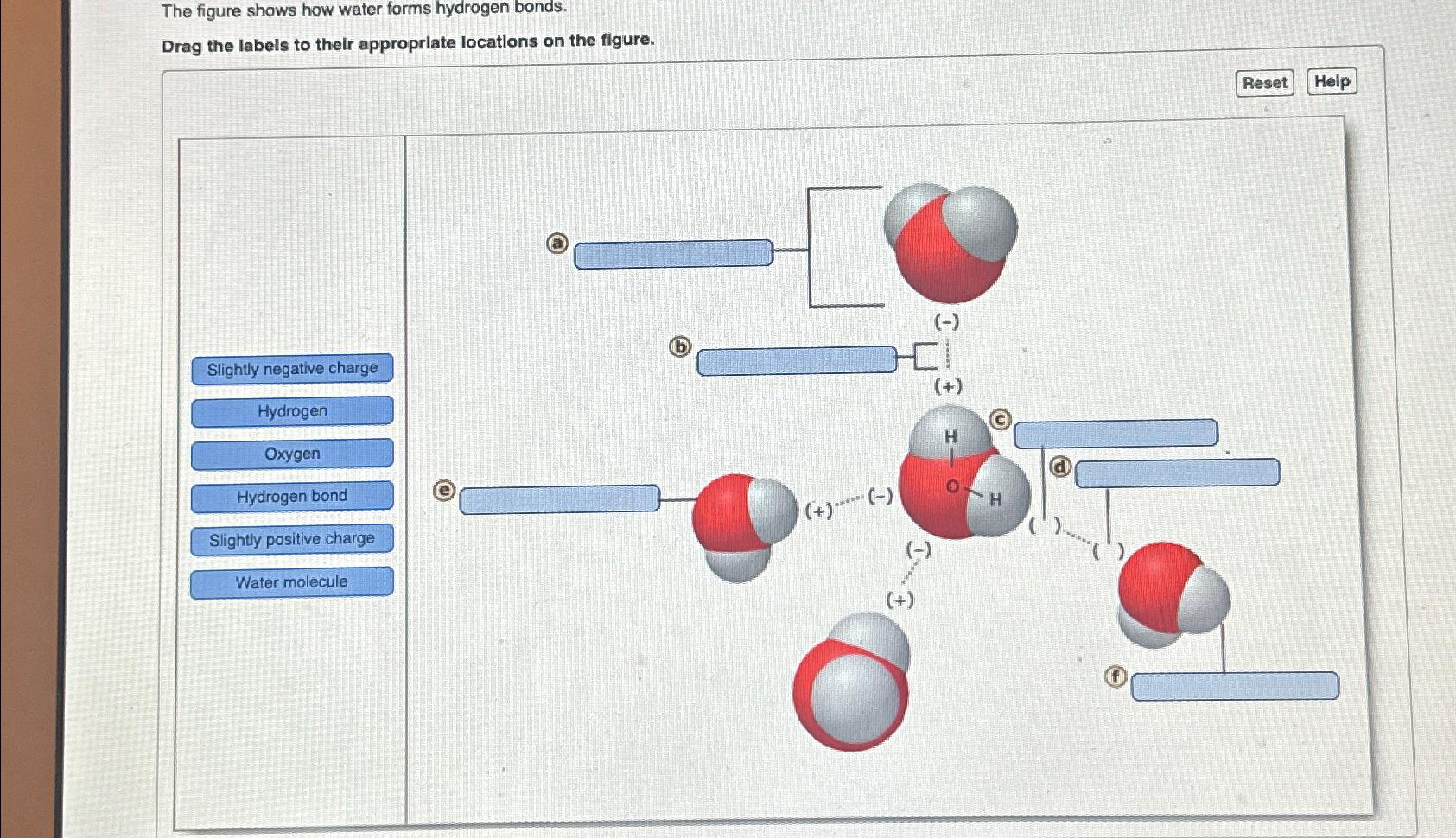 Solved The Figure Shows How Water Forms Hydrogen Bonds Drag Chegg