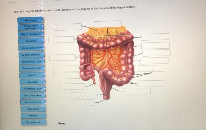 Solved Click And Drag The Labels To Their Correct Locations Chegg