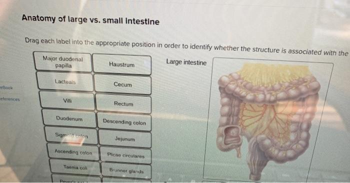 Anatomy Of Large Vs Small Intestine Drag Each Label Chegg