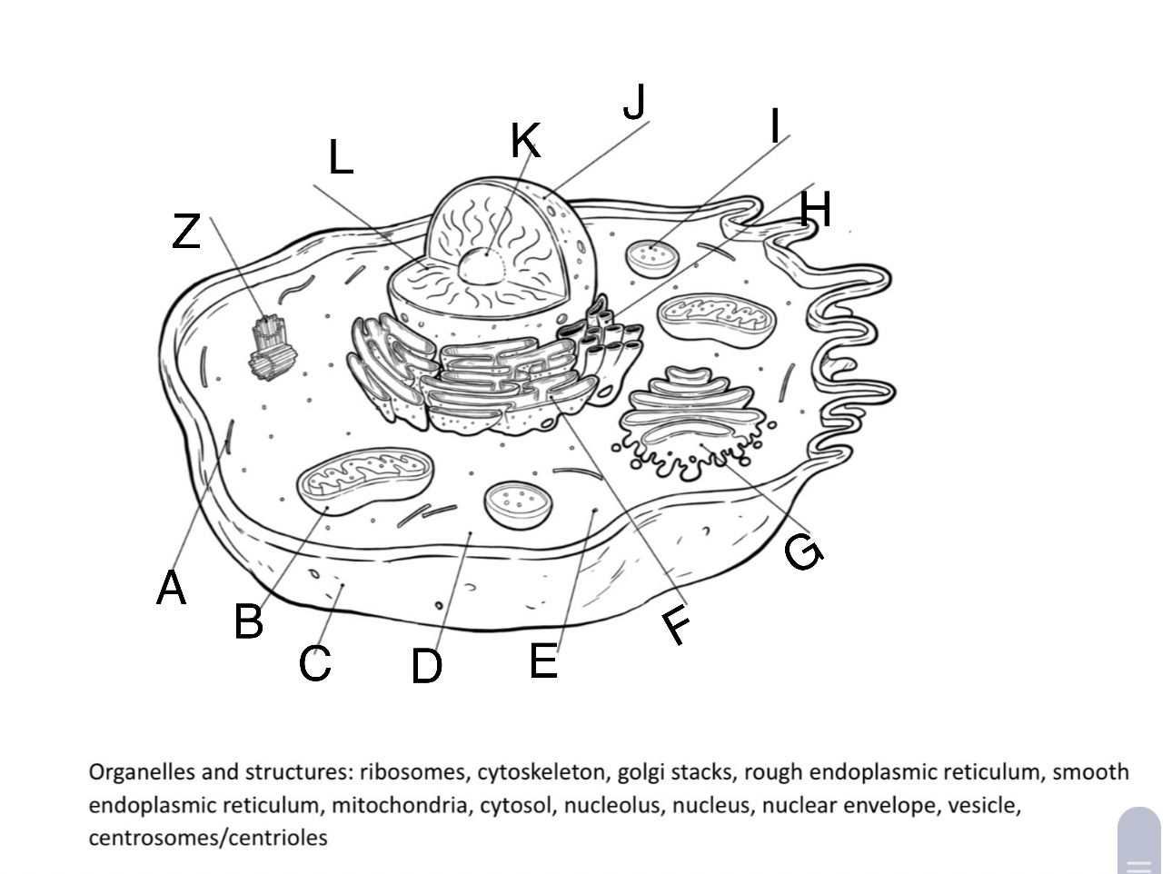 Solved Organelles And Structures Ribosomes Cytoskeleton Chegg