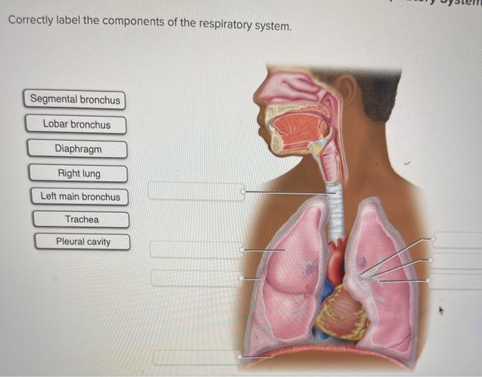 Solved Correctly Label The Components Of The Respiratory Chegg