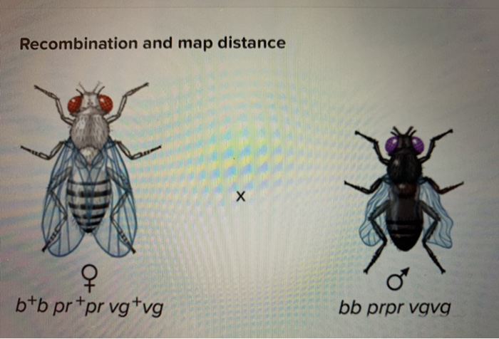 Recombination And Map Distance X Btb Pr Pr Vg Vg Bb Chegg