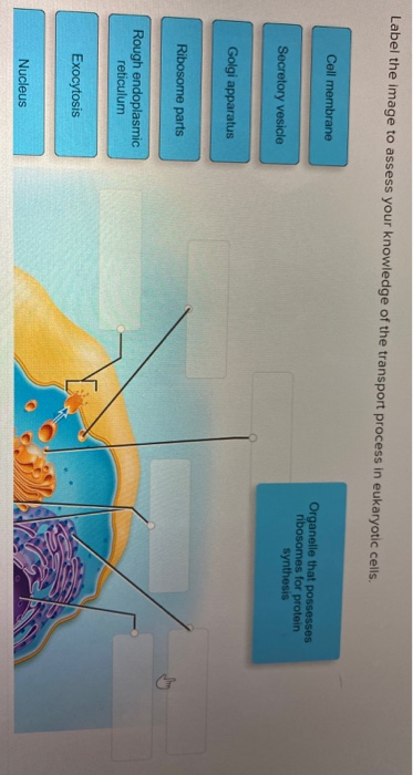 Solved Label The Image To Assess Your Knowledge Of The Chegg