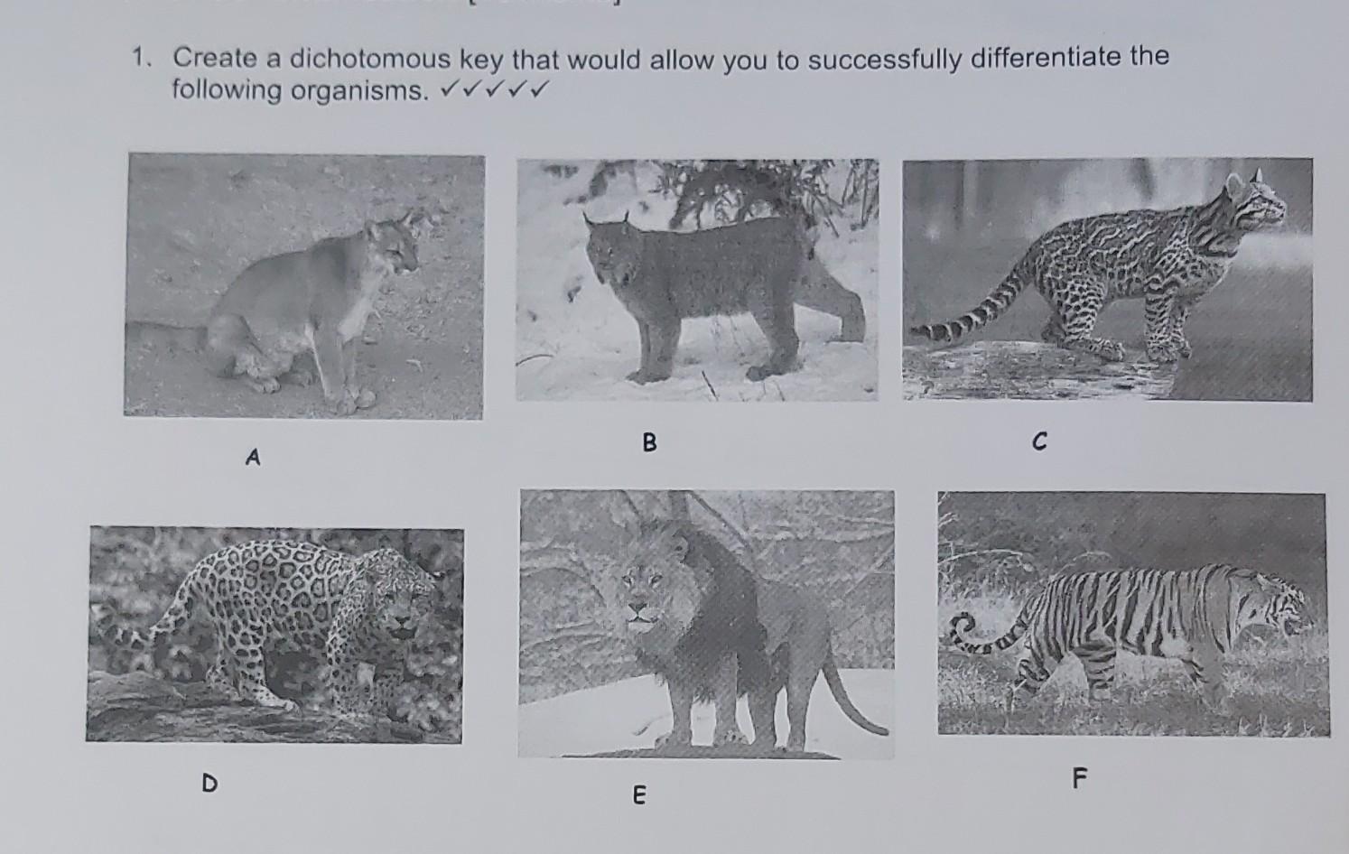 Solved Create A Dichotomous Key That Would Allow You To Chegg