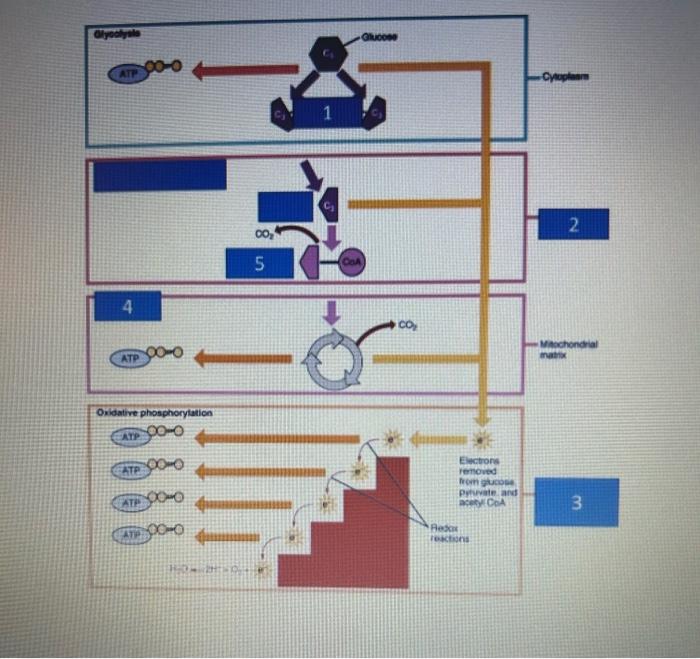 Solved I Need Help Labeling 1 5 Please Chegg