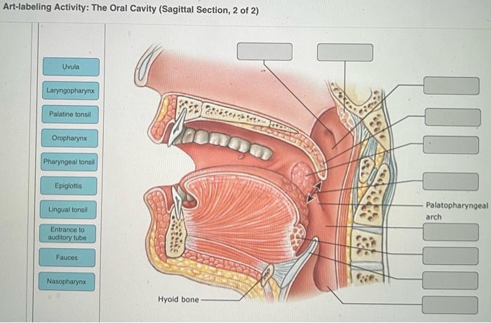 Solved Art Labeling Activity The Oral Cavity Sagittal Chegg