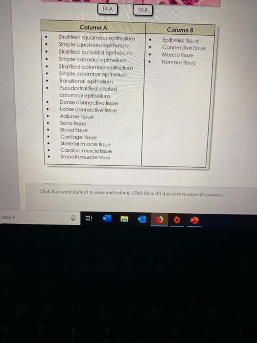 Solved Questions Identify The Tissues Shown In The Chegg