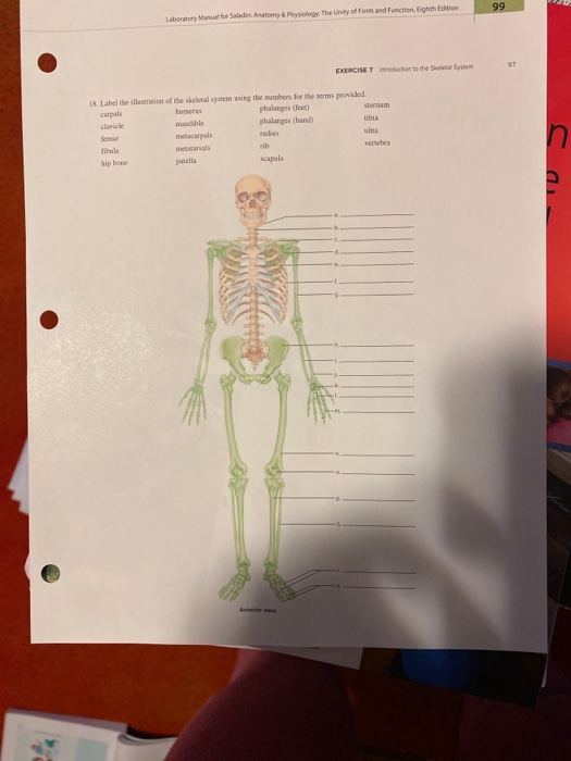 Solved Laboratory Manual For Saladin Anatomy Physiology Chegg