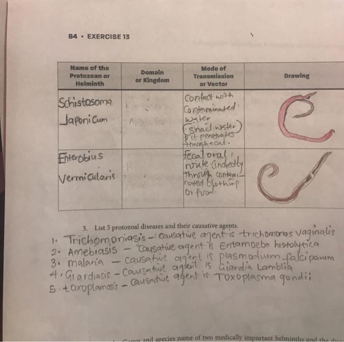 Solved Lab Re Eukaryotic Microbes Protozoa And Helminths Chegg