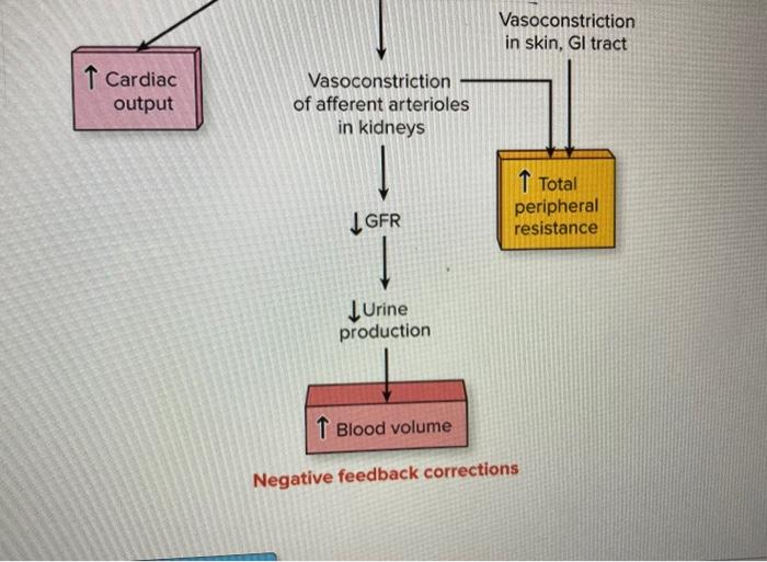 Solved Both Extrinsic And Intrinsic Regulatory Mechanisms Chegg